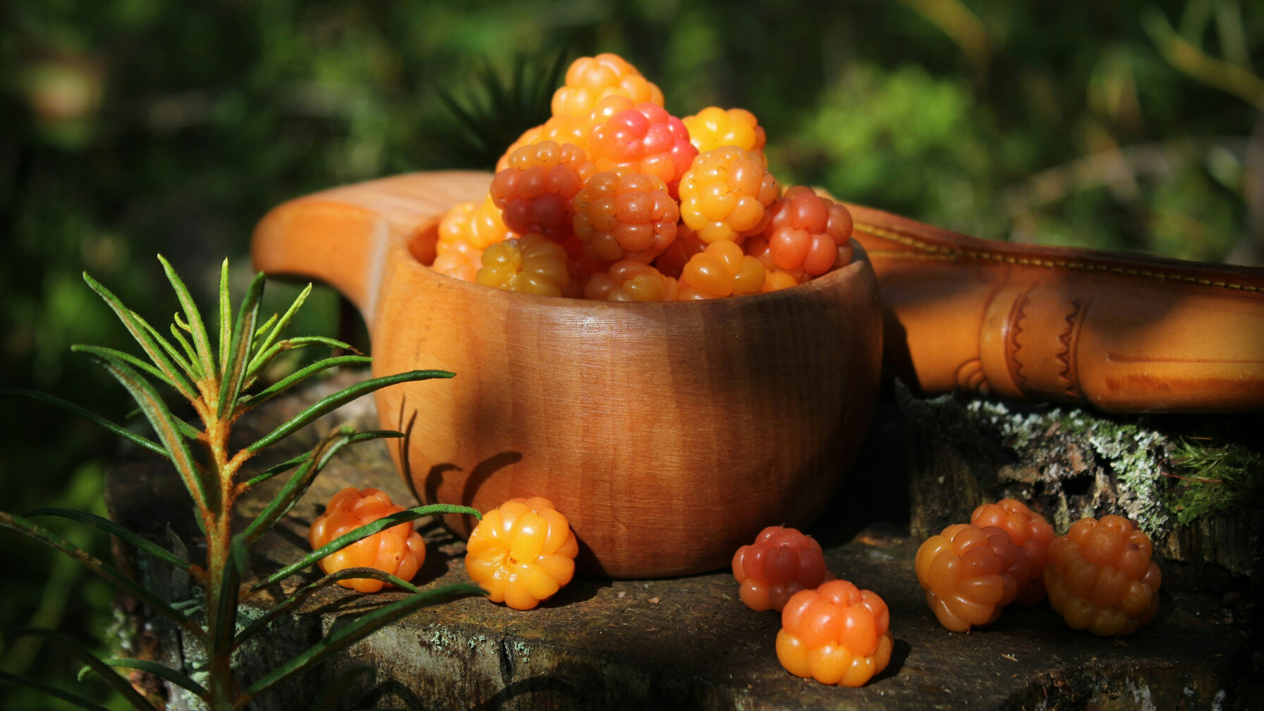 Морошка — сокровище Карелии