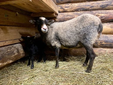 В гости к хаски и северным оленям – групповая экскурсия