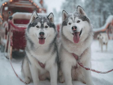 В гости хаски и оленям с обзорной из Петрозаводска – индивидуальная экскурсия
