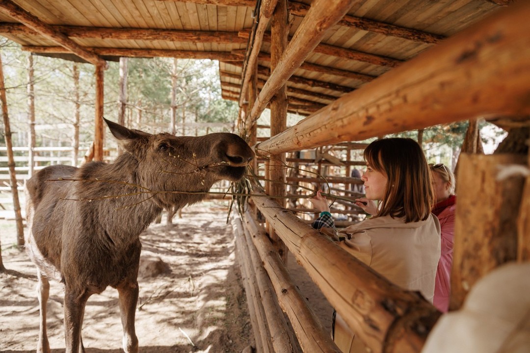 Фото 4 - день 2 Животные Карелии, гора Паасо, Долина водопадов, Приозерск