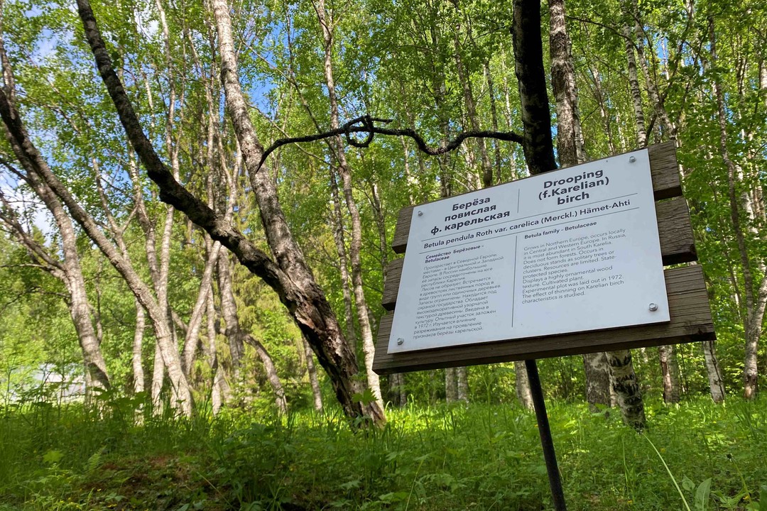 Фото 4 - день 4 Шунгит-центр или гора Сампо, Кивач и Гирвас, Марциальные воды, «Долина зайцев»