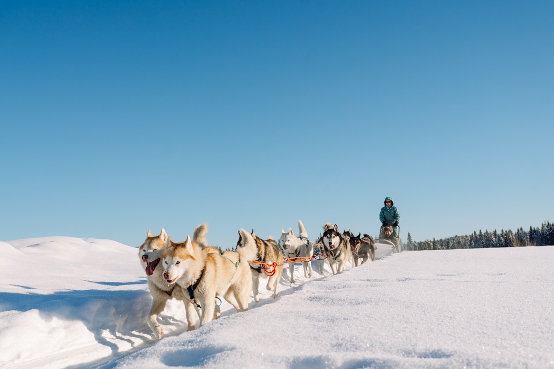Фото 2 - день 2 Гора Паасо, питомник хаски, музей «Бастионъ» и возвращение в Санкт-Петербург