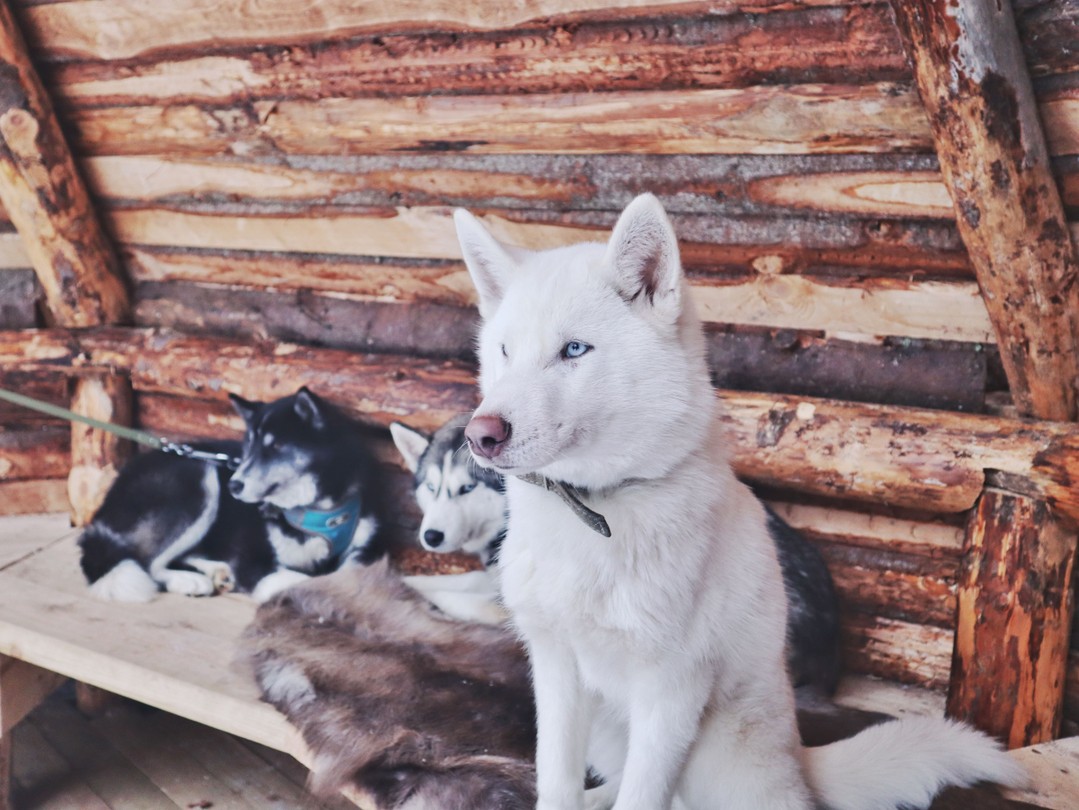Фото 3 - день 1 Заповедник «Кивач», вотчина Талви Укко, интерактив в Киндасово, отдых в глэмпинге