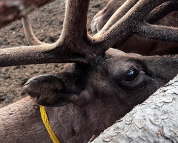 Фото 1 - день 1 Петрозаводск, приготовление калиток, гастрообед, вотчина Деда Мороза в Карелии и питомник хаски и оленей