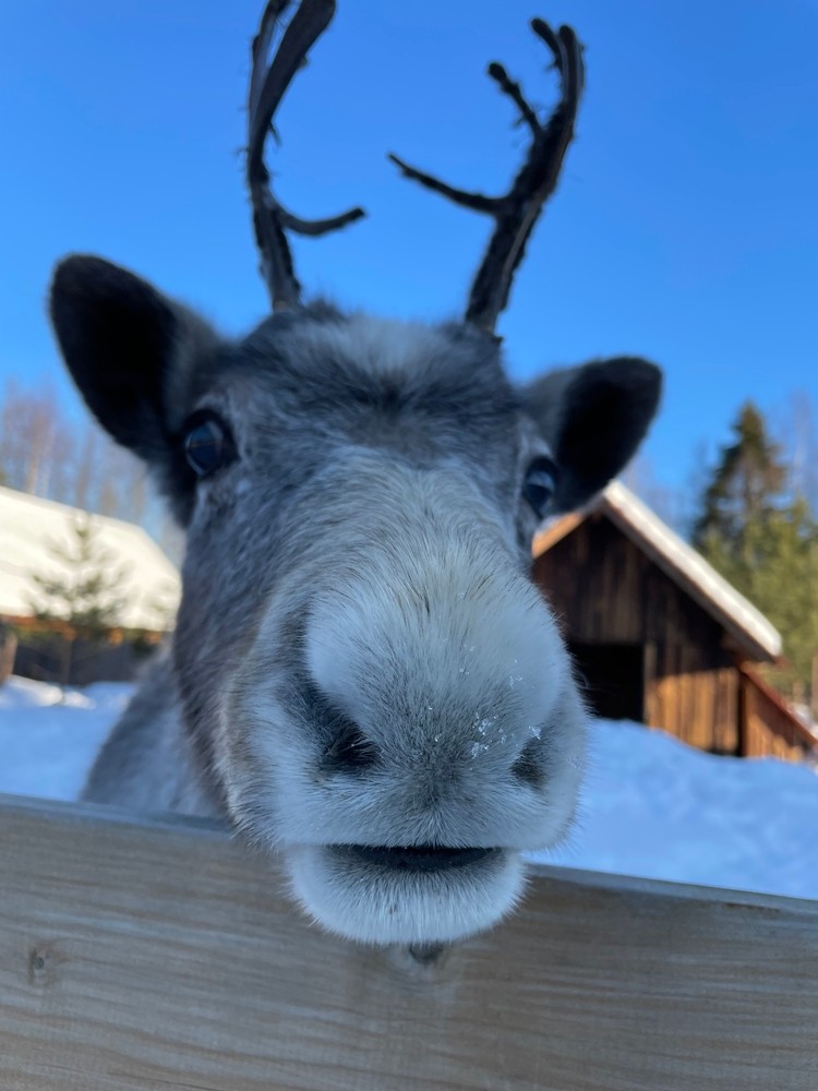 Фото 1 - день 9 В гости к Деду Морозу и активности на свежем воздухе