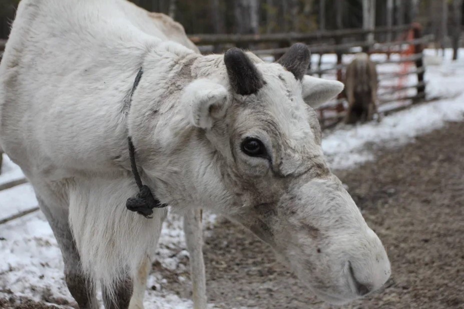 Фото 2 - день 1 Заповедник «Кивач», вотчина Талви Укко, питомник хаски и оленей, интерактивная программа в музее