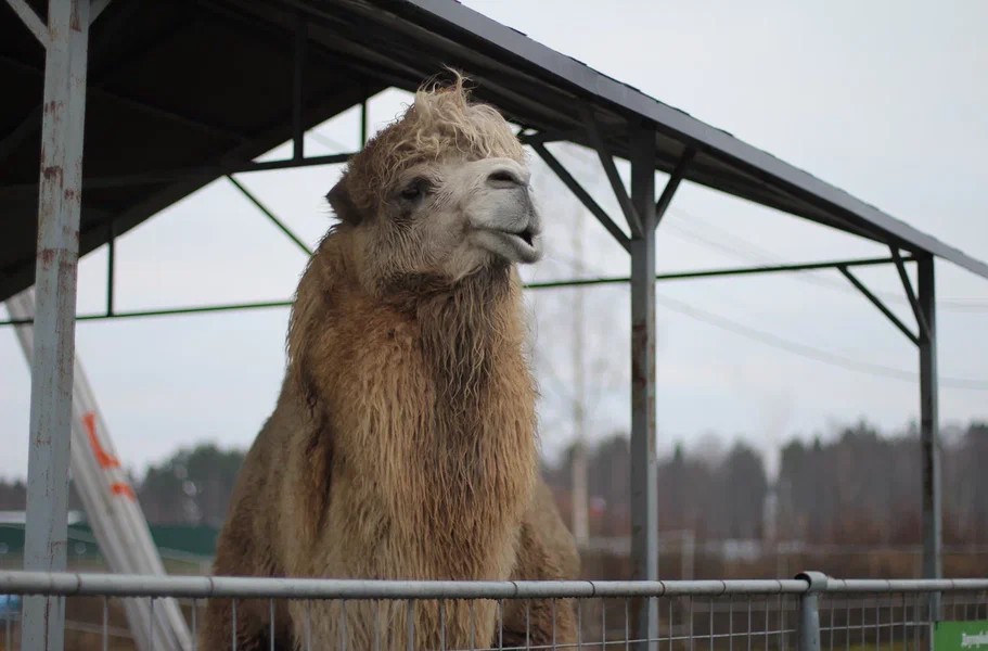 Фото 4 - день 3 Поиск граната, экспедиция к водопадам, посещение зоопарка