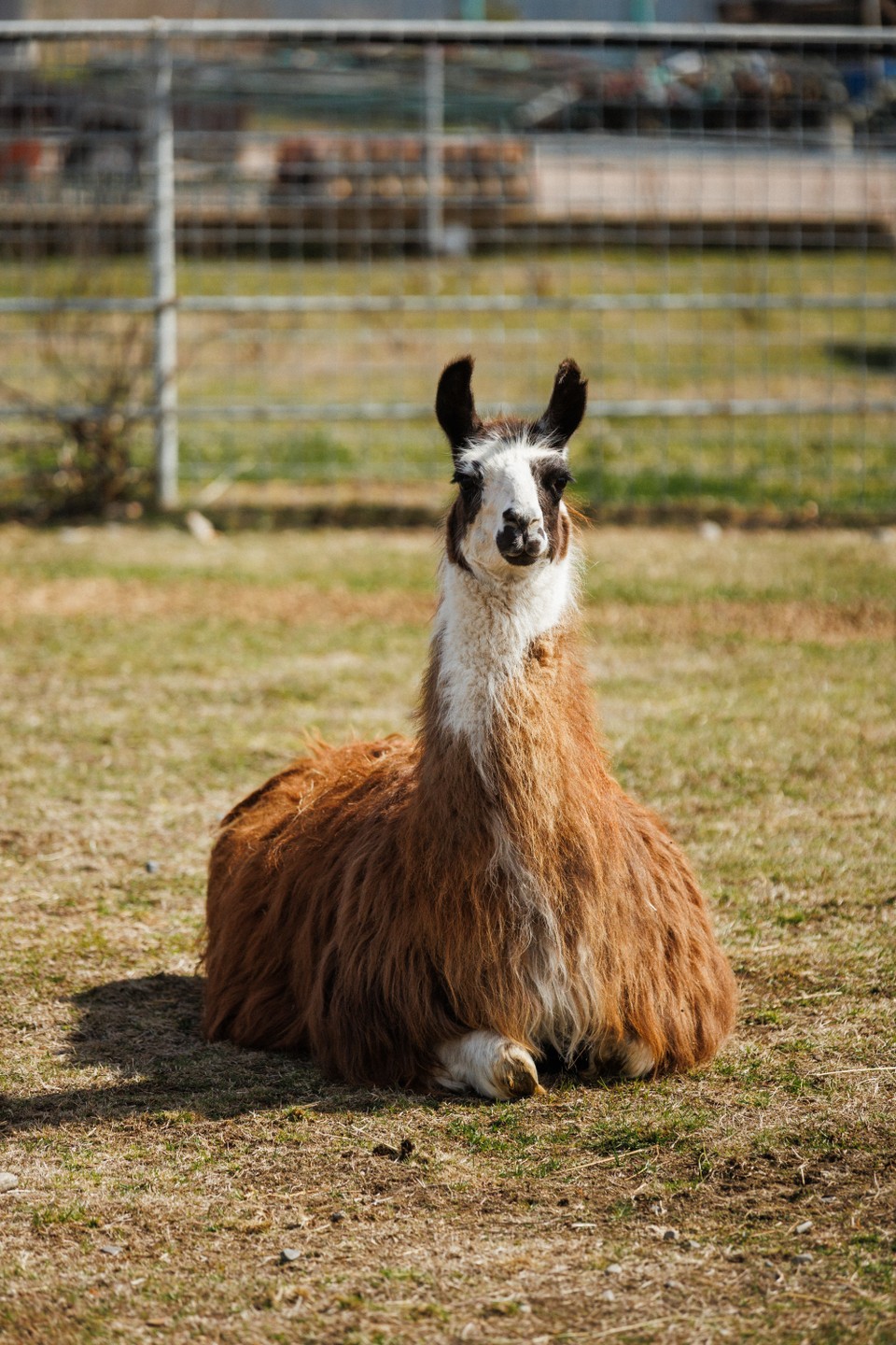 Фото 6 - день 3 Карельский зоопарк, горный парк «Рускеала», Мраморный карьер и подземные тоннели