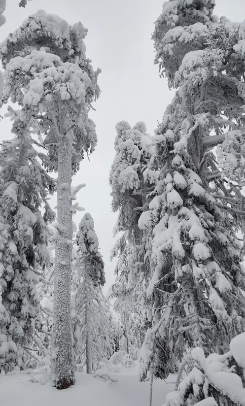 На снегоступах — по Заонежскому заказнику (из Петрозаводска) – индивидуальная экскурсия