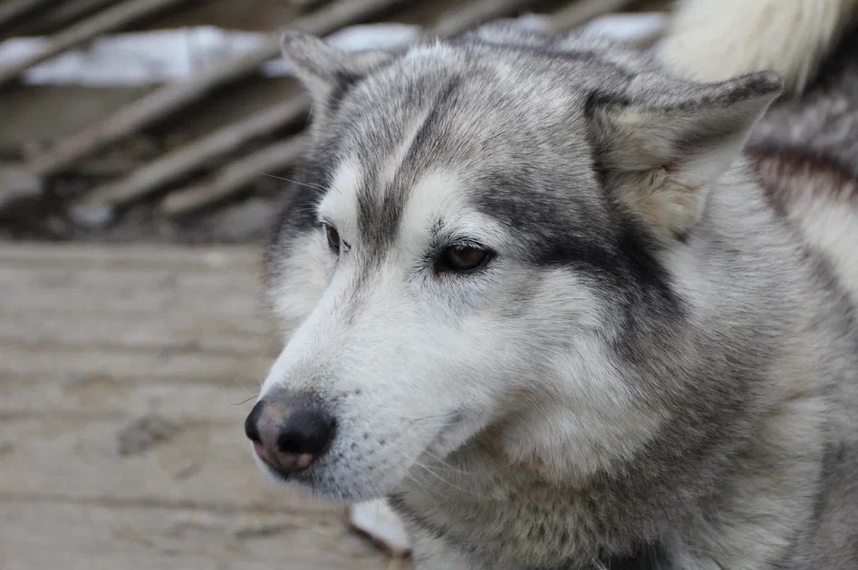 Фото 7 - день 2 Экскурсия по Петрозаводску, водопад Кивач, вотчина Талви Укко и питомник оленей и хаски, интерактивная программа