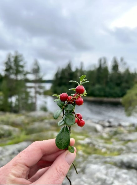 Фото 3 - день 2 Переезд на берег Ладоги, авто-пешеходная экскурсия по заповедным местам