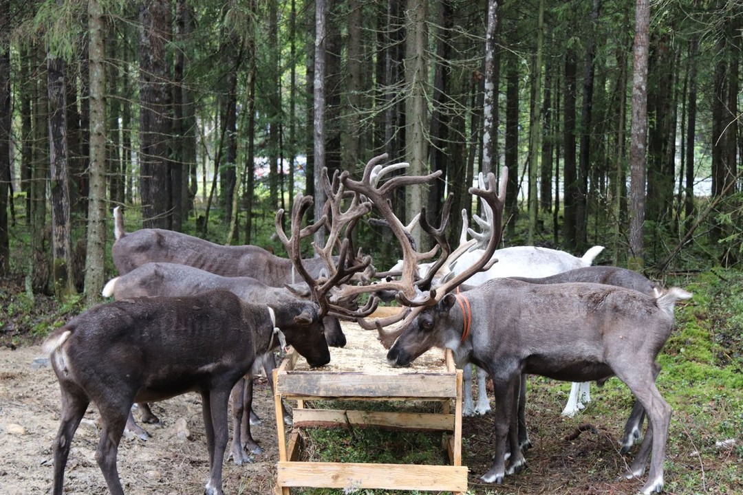 Фото 2 - день 1 Петрозаводск, вулкан Гирвас, водопад Кивач и карельский Дед Мороз