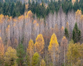 Фото 3 - день 1 Экскурсия по Петрозаводску, водопад Кивач, мастер-класс и размещение в глэмпинге