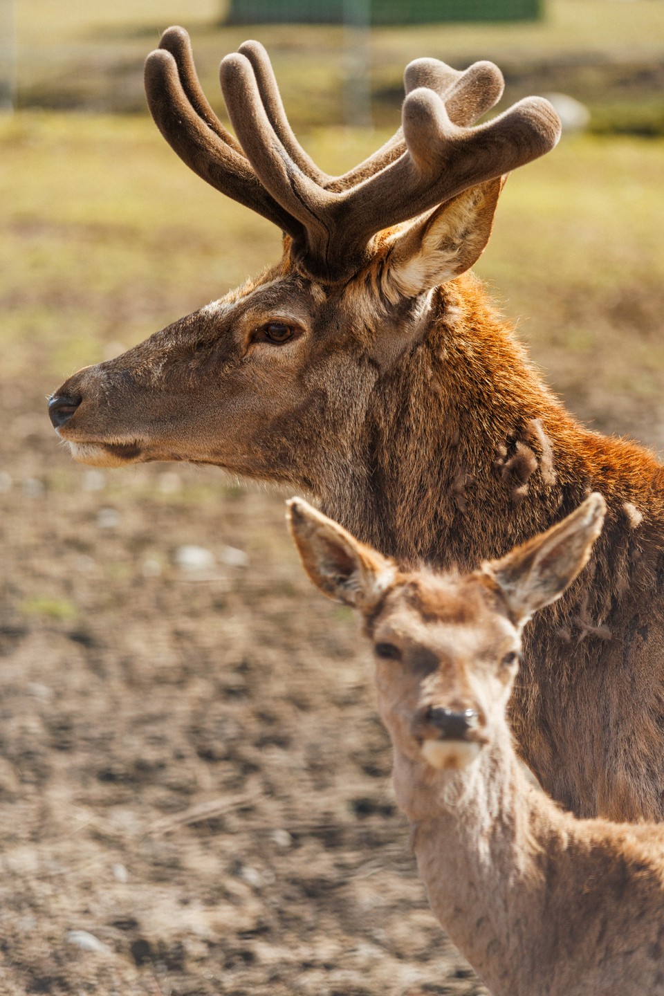 Фото 2 - день 3 Карельский зоопарк, горный парк «Рускеала», Мраморный карьер и подземные тоннели