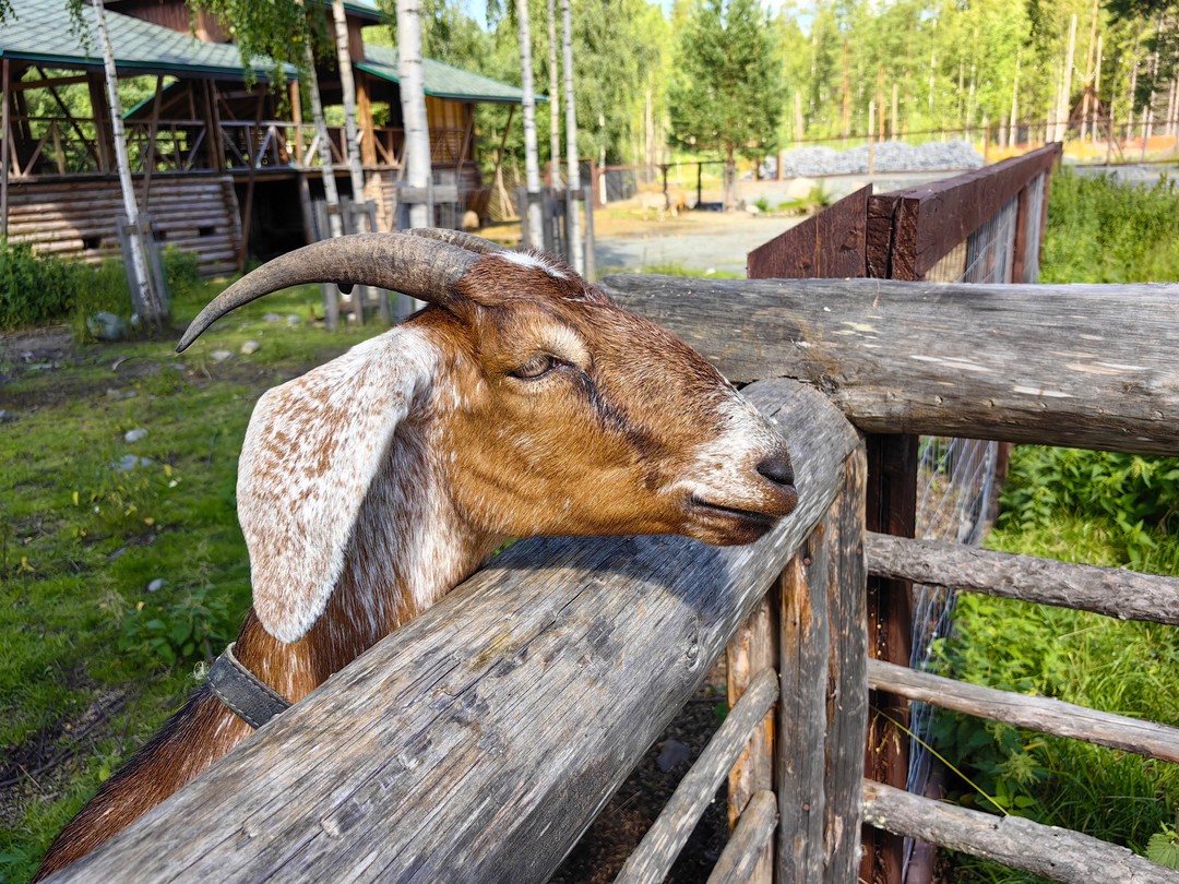 Фото 7 - день 2 Резиденция Талви Укко, шунгитовая комната, Музей кукол и прогулка по Петрозаводску