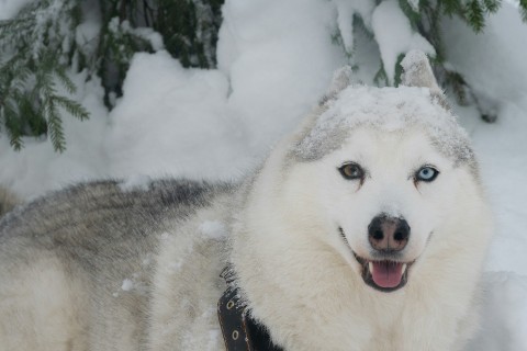 Фото 1 - день 2 Гора Паасо, питомник хаски, музей «Бастионъ» и возвращение в Санкт-Петербург