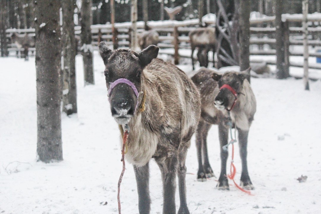 Фото 4 - день 2 Заповедник «Кивач», вотчина Талви Укко, Шунгитовый центр, прогулка по Петрозаводску