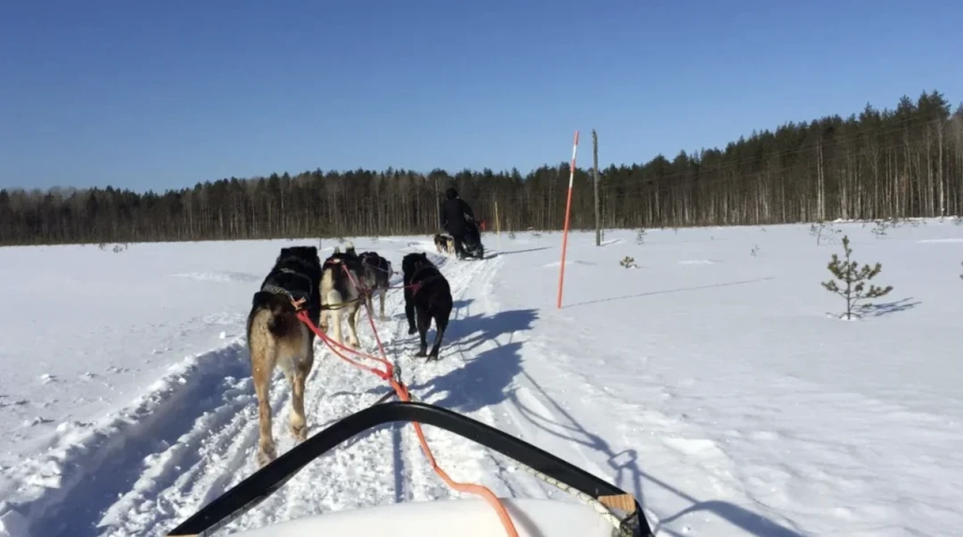 Фото 6 - день 2 Вотчина Талвиукко и питомник собак и северных оленей