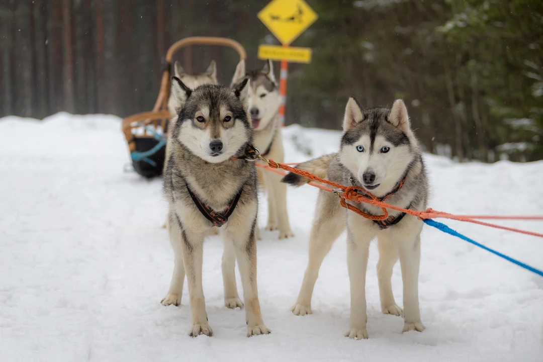 Фото 6 - день 3 Горный парк «Рускеала», Рускеальские водопады, гора Паасо