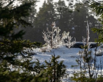 Фото 5 - день 1 Ладожские шхеры на катере-амфибии, собачьи упряжки и экскурсия по Сортавале