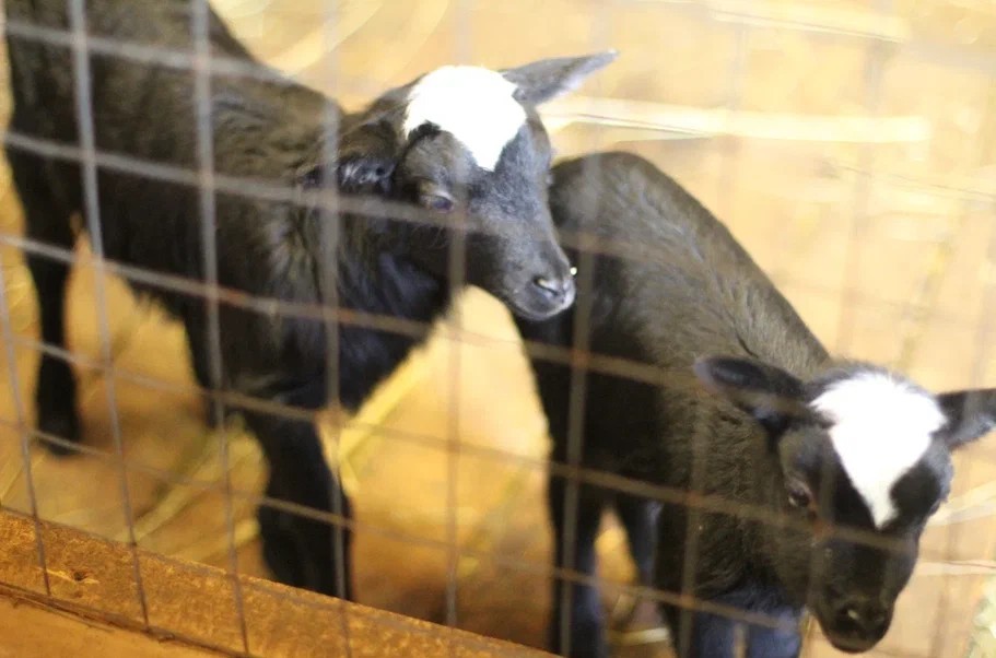 Фото 5 - день 1 Заповедник «Кивач», вотчина Талви Укко, питомник хаски и оленей, интерактивная программа в музее