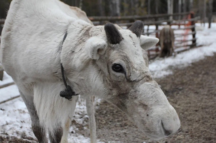 Фото 4 - день 1 Заповедник «Кивач», вотчина Талви Укко, Музей изобразительных искусств
