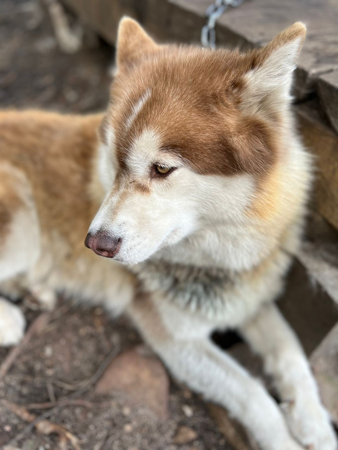 Фото 6 - день 1 Петрозаводск, приготовление калиток, гастрообед, вотчина Деда Мороза в Карелии и питомник хаски и оленей