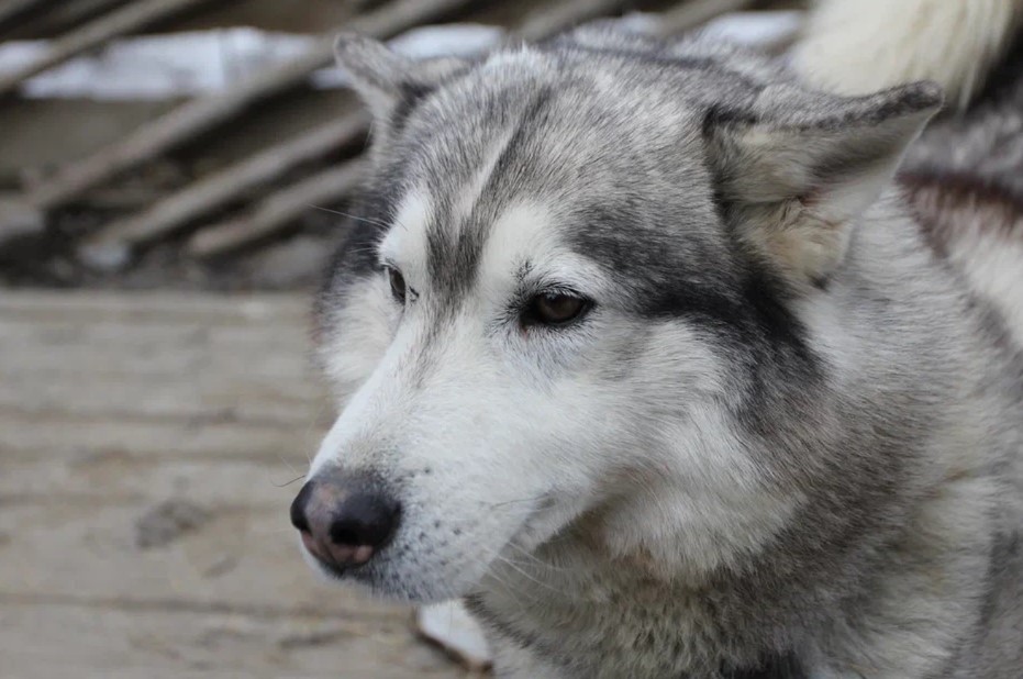 Фото 1 - день 1 Заповедник «Кивач», вотчина Талви Укко, Музей изобразительных искусств