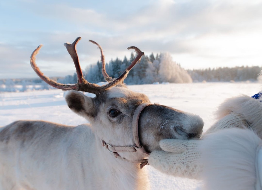 Фото 2 - день 2 Свободное время или поездка к водопадам, интерактив с Дедом Морозом и хаски, встреча Нового года
