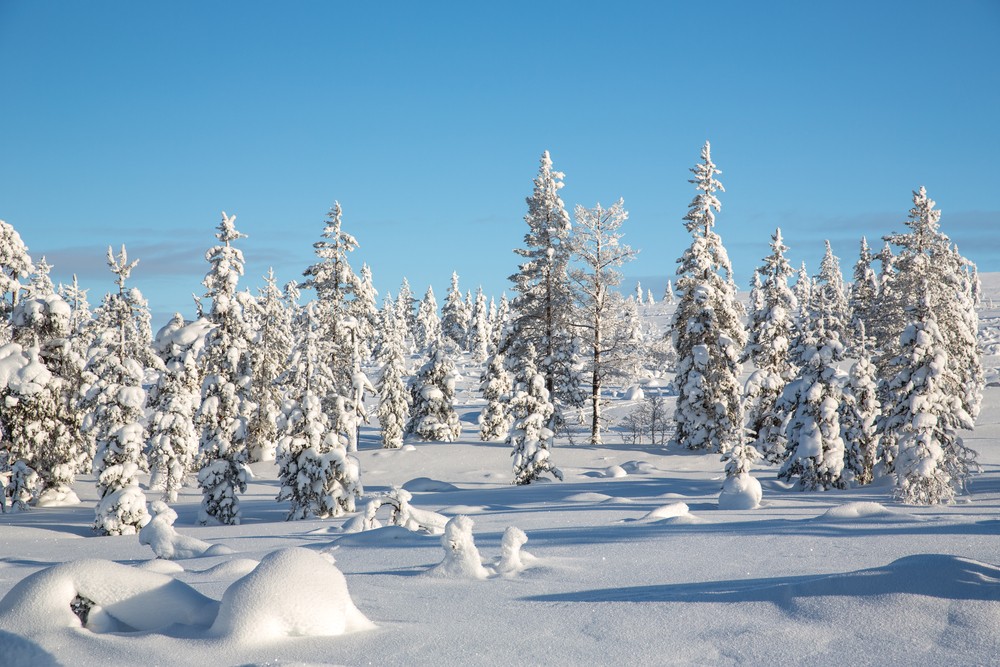 Фото 3 - день 5 Приключения на снегоходах по зимнему лесу на гору