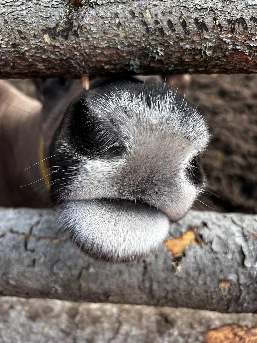 Фото 2 - день 2 Вотчина Талвиукко и питомник собак и северных оленей