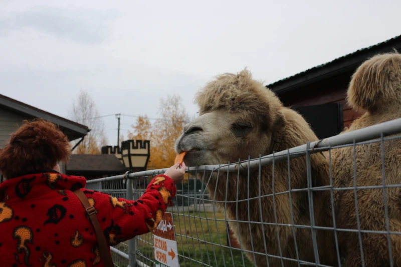 Водопады Ахвенкоски, крепость викингов и карельские пейзажи — двухдневная программа лайт – групповая экскурсия