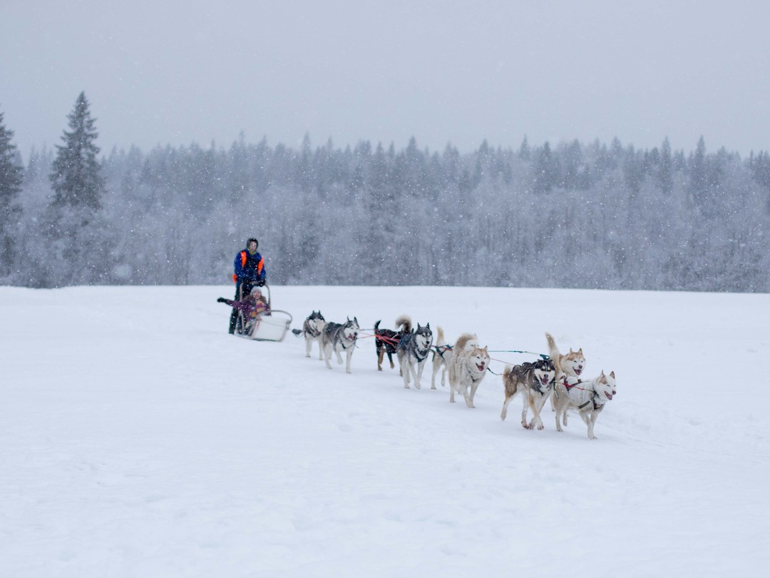 Фото 3 - день 2 «Деревня викингов», прогулка с хаски Фото 3 - день 2 «Деревня викингов», прогулка с хаски