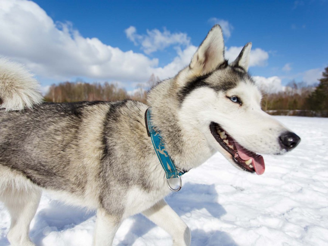Фото 4 - день 2 «Деревня викингов», прогулка с хаски Фото 4 - день 2 «Деревня викингов», прогулка с хаски