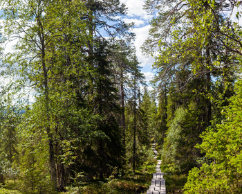 Фото 4 - день 2 Прогулка по озеру Паанаярви на лодке, Красные скалы и финский хутор